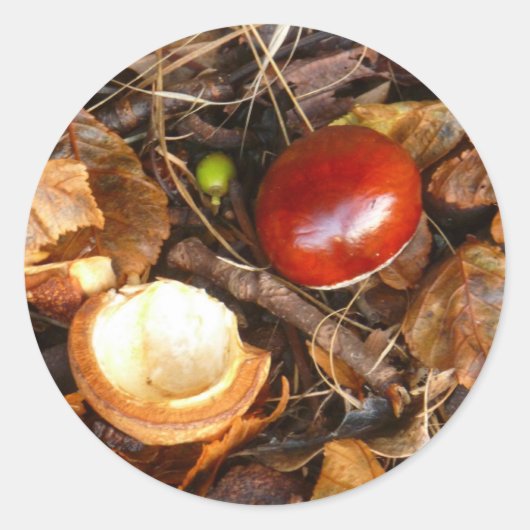 Conker-und Samen-Kasten-Aufkleber Runder Aufkleber (Vorderseite)