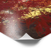 Connecticut: Darien, japanischer Ahorn "Acer Fotodruck (Ecke)