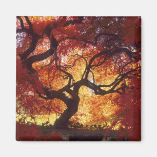 Connecticut: Darien, Japanischer Ahorn 'Acer Magnet