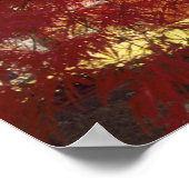 Connecticut: Darien, japanischer Ahorn "Acer Poster (Ecke)