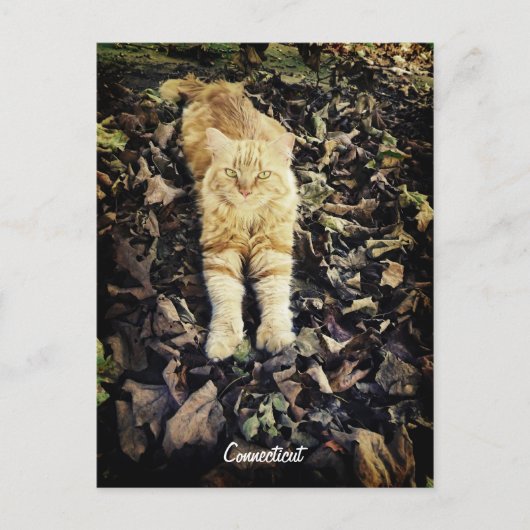 Connecticut Kitty Postcard Postkarte (Vorderseite)