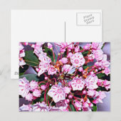 Connecticut Mountain Laurel Postkarte (Vorne/Hinten)