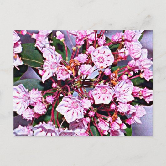 Connecticut Mountain Laurel Postkarte (Vorderseite)
