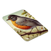 Connecticut Staat Bird American Robin Magnet (Rechte Seite)