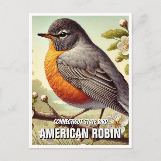Connecticut Staat Bird American Robin Postkarte (Vorderseite)