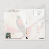 Connecticut Staat Bird - American Robin Postkarte (Rückseite)