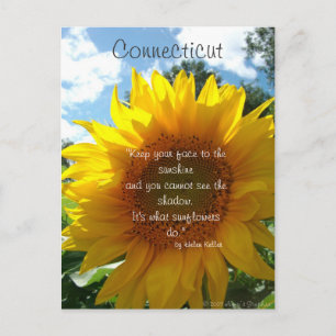Connecticut Sunflower Postcard Postkarte
