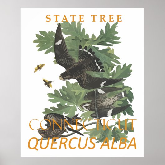 Connecticut-Territoriumsbaum Die Charter-Eiche Poster (Vorne)