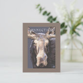 ConnecticutMoose Nah Postkarte (Stehend Vorderseite)