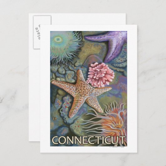 ConnecticutTidepool Scene Postkarte (Vorne/Hinten)