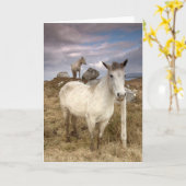 Connemara Ponies Karte (Gelbe Blume)