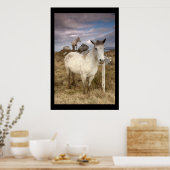 Connemara Ponies. Poster von cARTerART (Küche)