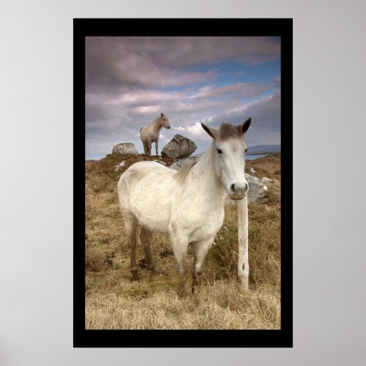 Connemara Ponies. Poster von cARTerART (Vorne)
