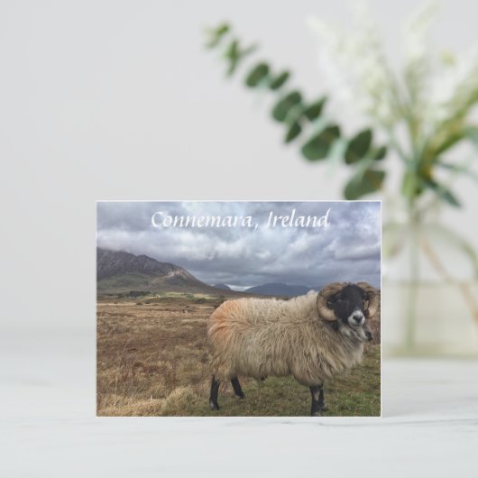 Connemara Sheep, Irland Postcard Postkarte (Stehend Vorderseite)