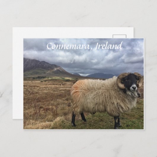 Connemara Sheep, Irland Postcard Postkarte (Vorne/Hinten)