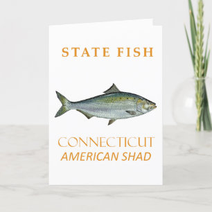Conneticut Territory Fish The American Shad Feiertagskarte