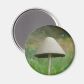 Conocybe rickenii Mushroom Magnet (Vorderseite/Rückseite)