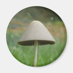 Conocybe rickenii Mushroom Magnet
