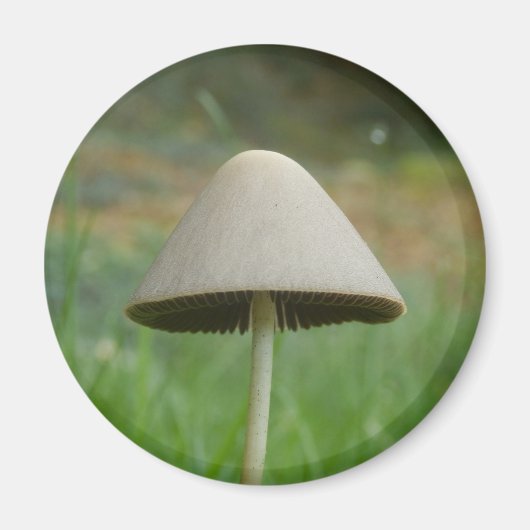 Conocybe rickenii Mushroom Magnet (Vorne)