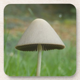 Conocybe rickenii Pilz Hard Plastic Untersetzer