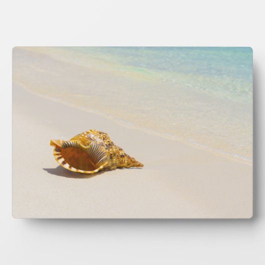 Conseil Muschel am Strand 3 Fotoplatte (Vorderseite)