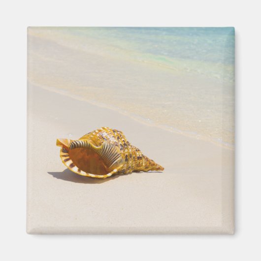 Conseil Muschel am Strand 3 Magnet (Vorne)