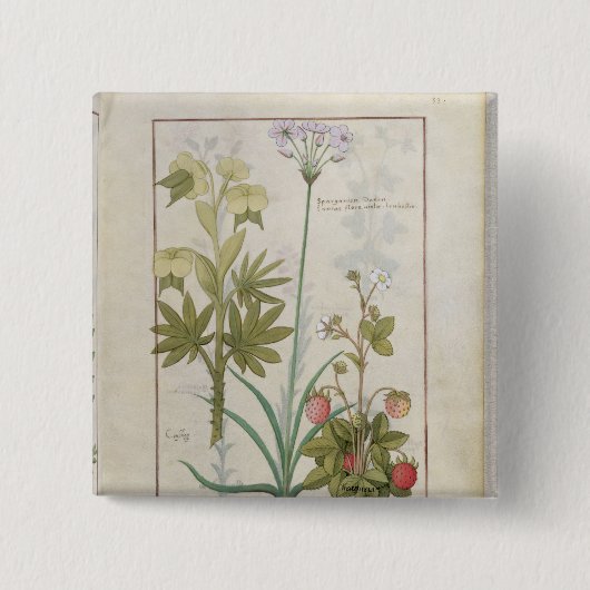 Consiligo, Burreed und Erdbeere Button (Vorderseite)