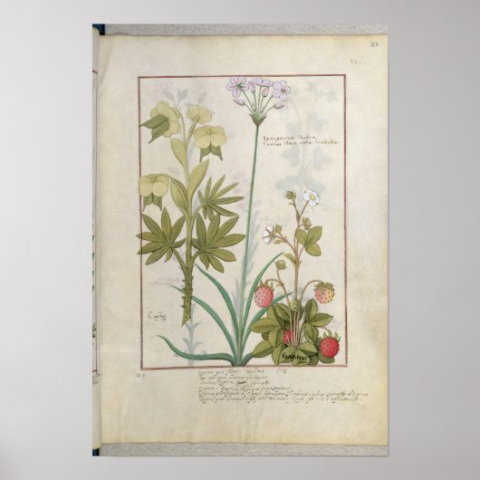 Consiligo, Burreed und Strawberry Poster (Vorne)