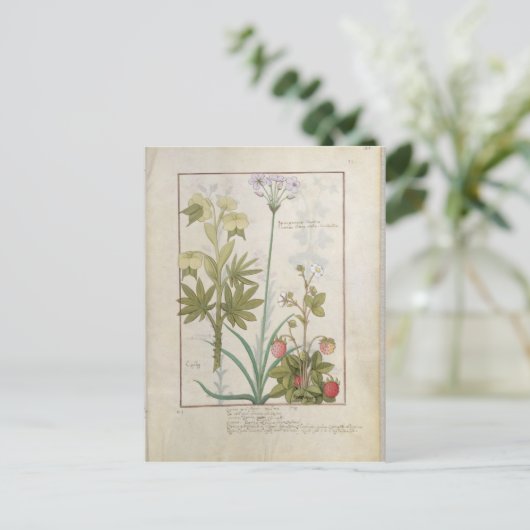 Consiligo, Burreed und Strawberry Postkarte (Stehend Vorderseite)