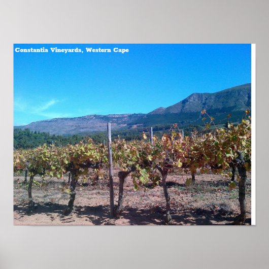 Constantia Weinberge, Western Cape Poster (Vorne)
