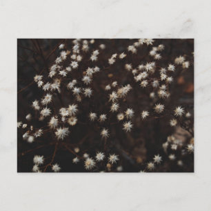 "Constellation Bosque" Postkarte