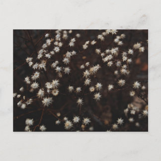 "Constellation Bosque" Postkarte