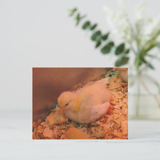 Contemplative Chick Postkarte (Stehend Vorderseite)