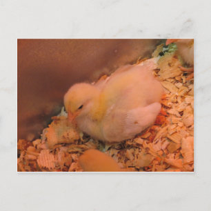 Contemplative Chick Postkarte