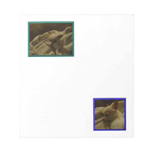 Content Chihuahua Puppy Notepad Notizblock (Vorderseite)