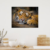 Content Tiger Poster (Küche)