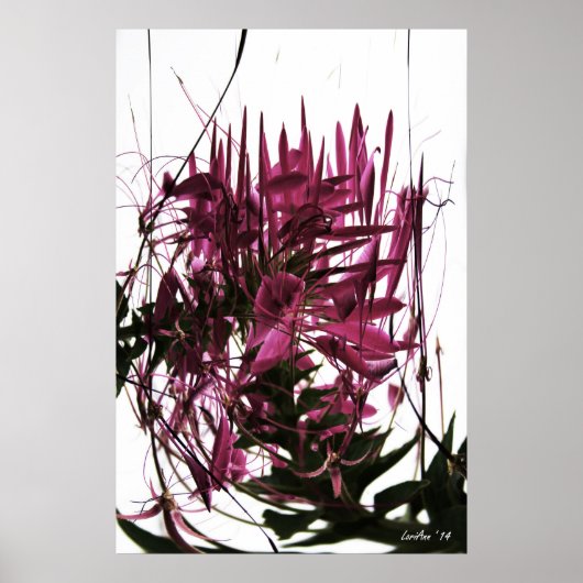 Contrived Cleome Poster (Vorne)