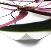 Contrived Cleome Poster (Ecke)