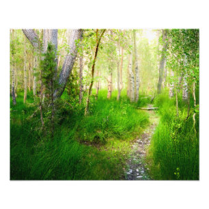 Convict Lake Aspen Wandkunst Östliche Sierra Fotodruck