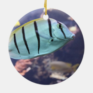Convict Tang Gitter-Doktorfisch Keramik Ornament