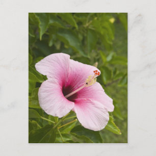 Cook-Inseln, Atiu. Hibiskusblüte. Postkarte