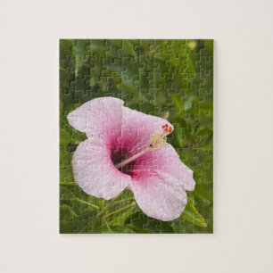 Cook-Inseln, Atiu. Hibiskusblüte. Puzzle
