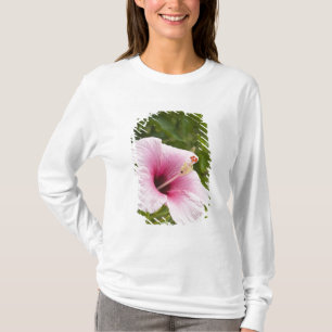 Cook-Inseln, Atiu. Hibiskusblüte. T-Shirt