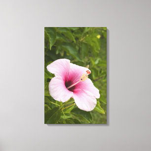 Cook Islands, Atiu. Hibiskus Blume. Leinwanddruck