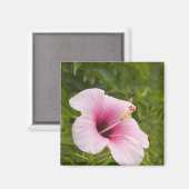 Cook Islands, Atiu. Hibiskus Blume. Magnet (Vorderseite/Rückseite)