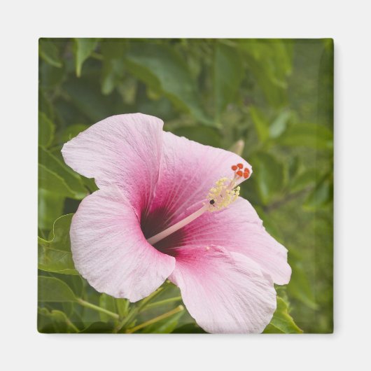 Cook Islands, Atiu. Hibiskus Blume. Magnet (Vorne)