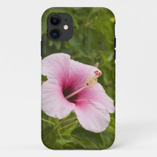 Cook Islands, Atiu. Hibiskusblüte. iPhone 11 Hülle