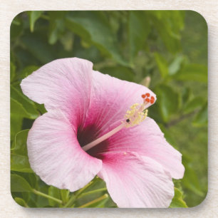 Cook Islands, Atiu. Hibiskusblüte. Untersetzer