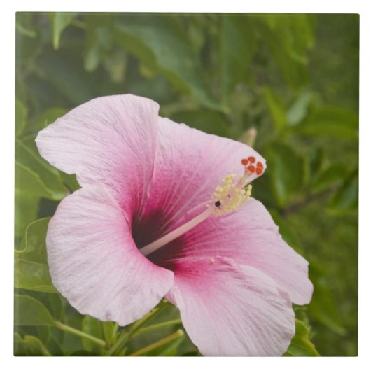 Cookinseln, Atiu. Blume des Hibiskus. Fliese (Vorderseite)