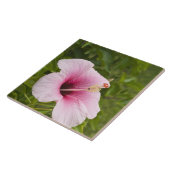 Cookinseln, Atiu. Blume des Hibiskus. Fliese (Seite)